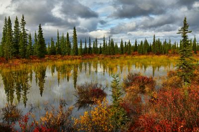 AK - Denali Highway Fall Pond 3.jpg