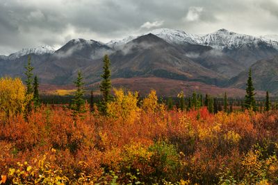 AK - Denali Highway Fall Tundra 1.jpg