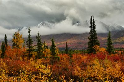 AK - Denali Highway Fall Tundra 2.jpg