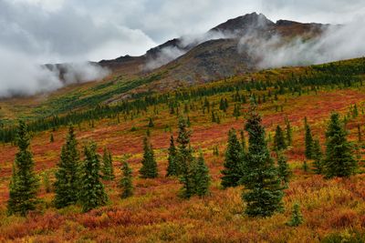 AK - Denali National Park Fall Tundra 1.jpg