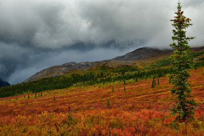 AK - Denali National Park Fall Tundra 2.jpg