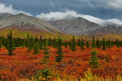 AK - Denali National Park Fall Tundra 4.jpg