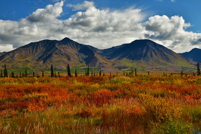 AK - Denali State Park Fall Tundra 1.jpg