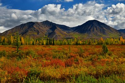 AK - Denali State Park Fall Tundra 2.jpg