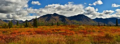AK - Denali State Park Fall Tundra Pano.jpg