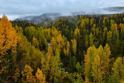 AK - Hurricane Gulch Fall Colors 1.jpg
