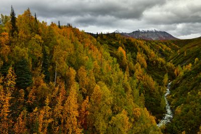 AK - Hurricane Gulch Fall Colors 2.jpg