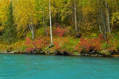 AK - Kenai River Fall 1.jpg