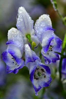 AK - Larkspur Raindrops.jpg