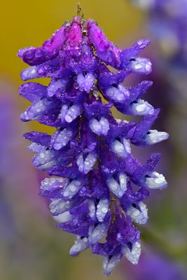 AK - Locoweed Raindrops.jpg