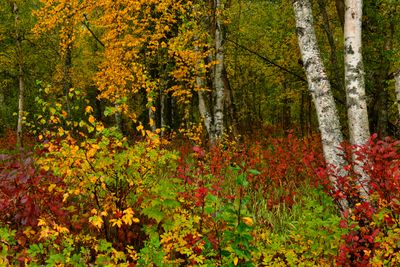 AK - Parks Highway Fall Treescapes 1.jpg