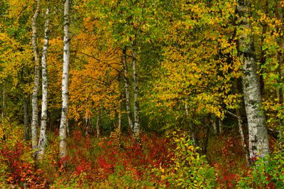 AK - Parks Highway Fall Treescapes 2.jpg