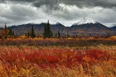 AK - Parks Highway Snowy Peaks 2.jpg
