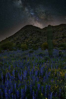AZ - Casa Grande Lupine Field Milkyway.jpg