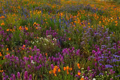 AZ - Peridot Mesa Wildflowers 2.jpg