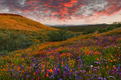 AZ - Peridot Mesa Wildflowers 3.jpg