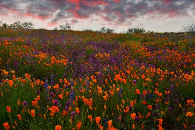 AZ - Peridot Mesa Wildflowers 4.jpg