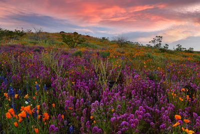 AZ - Peridot Mesa Wildflowers 5.jpg