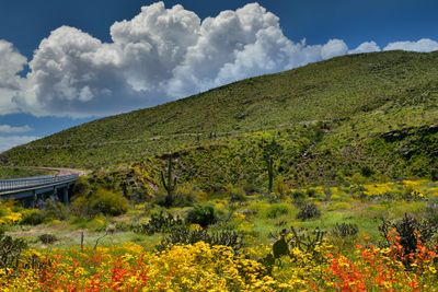 AZ - Roosevelt Lake Hillside Wildflowers 3.jpg