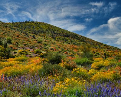 AZ - Roosevelt Lake Hillside Wildflowers 8.jpg