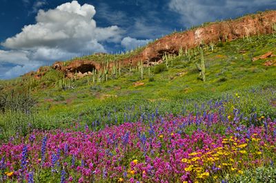 AZ - Tonto National Monument Wildflowers 1.jpg