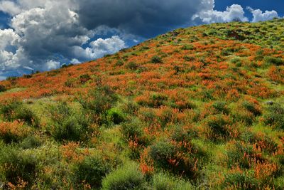 AZ - Tonto National Monument Wildflowers 2.jpg