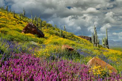 AZ - Tonto National Monument Wildflowers 3.jpg