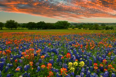 Spring Wildflowers Arizona and Texas 2023