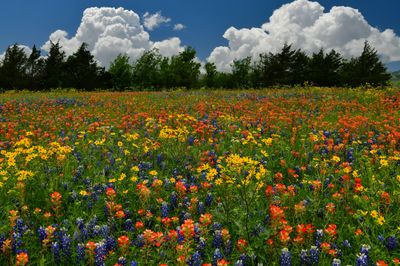 TX - Paintbrush Lupine wildflowers 2.jpg