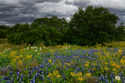 Spring Wildflowers Arizona and Texas 2023