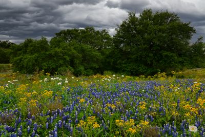 TX - Wildflowers 21_DS.jpg