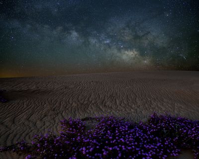 CA - Algodones Sand Dunes Verbena Milkyway.jpg