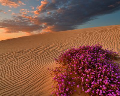 CA - Algodones Sand Dunes Verbena Sunset Light.jpg