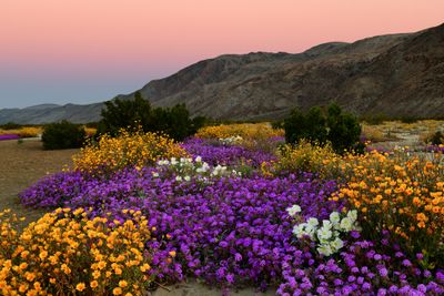 CA - Anza Borrego State Park Wildflower Sunrise 1.jpg