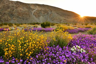 CA - Anza Borrego State Park Wildflower Sunrise 2.jpg