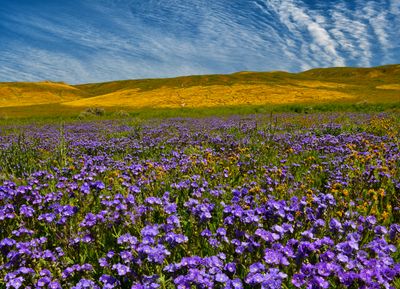 CA - Carrizo Plain Heliotrope Wildflowers.jpg