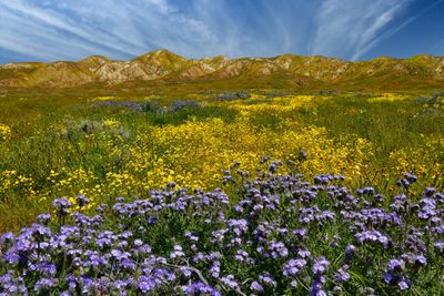 CA - Carrizo Plain Phacelia and Hillside Daisies.jpg