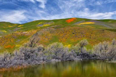 CA - Gorman Pond Wildflower Hills.jpg