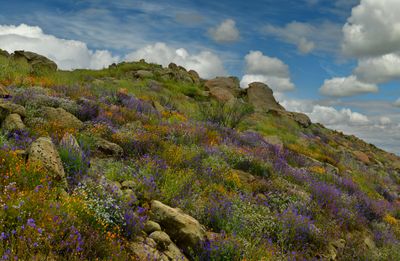 CA - Hemet Wildflower Hills 1.jpg