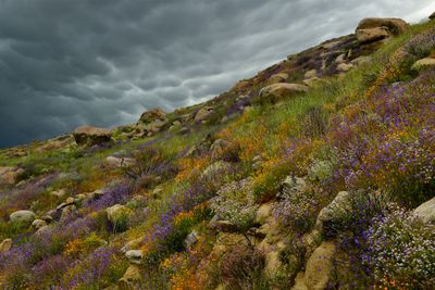 CA - Hemet Wildflower Hills 3.jpg