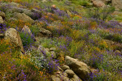 CA - Hemet Wildflower Hills 5.jpg
