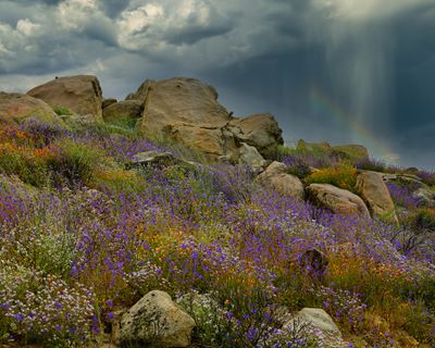 CA - Hemet Wildflower Rainbow.jpg