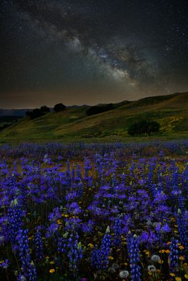 CA - Jack Canyon Road Wildflowers and Milkyway.jpg