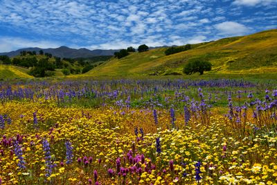 CA - Jack Canyon Road wildflowers Sunny 2.jpg