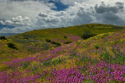 CA - Jack Canyon Road wildflowers Sunny 4.jpg
