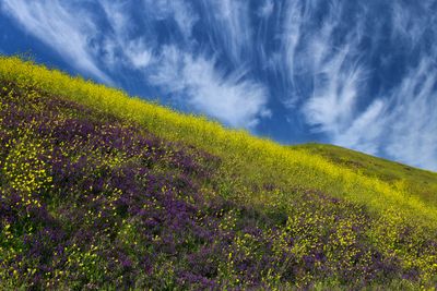 CA - Paso Robles Mustard and Vetch Wildflowers.jpg