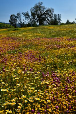 CA - Shell Creek Wildflowers 4.jpg