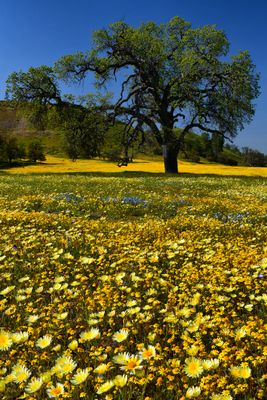 CA - Shell Creek Wildflowers 5.jpg