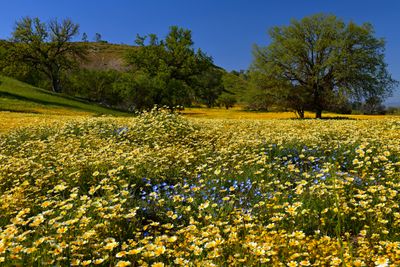 CA - Shell Creek Wildflowers 6.jpg