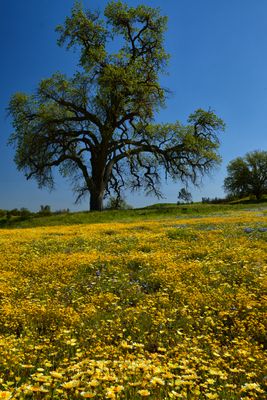 CA - Shell Creek Wildflowers 7.jpg